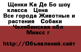 Щенки Ка Де Бо шоу класса › Цена ­ 60 000 - Все города Животные и растения » Собаки   . Челябинская обл.,Миасс г.